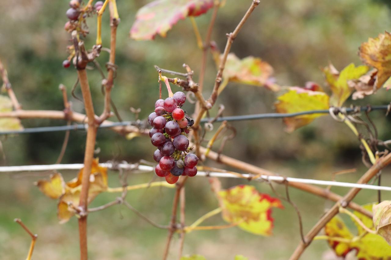 Le Magnolie Agriturismo Verolanuova Buitenkant foto